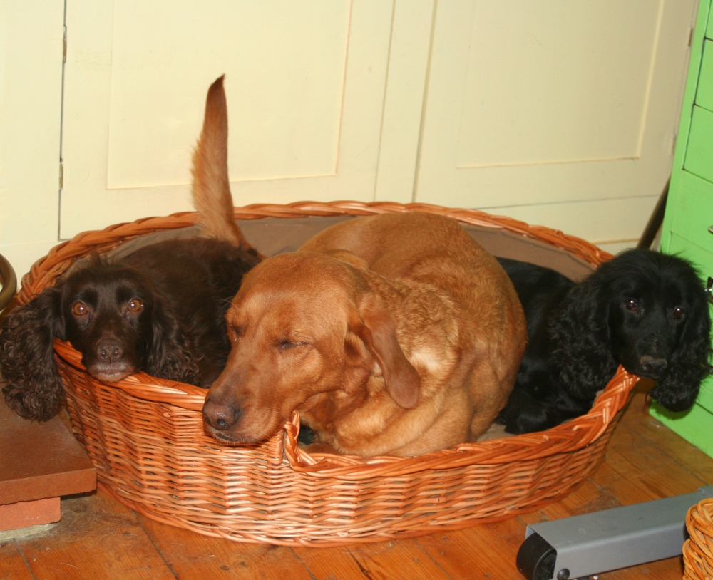 settling in to life indoors